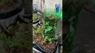 How to make compost from kitchen waste in 10 days | Compost in plastic bottle