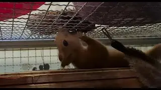 Самая уникальная белка на всём белом свете!!! 🤣 Unique squirrel
