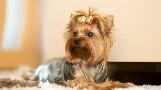 Agility and Balance Training for Yorkshire Terriers