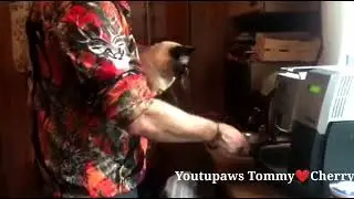 🐈Kitty Cherry liebt Dada &uuml;beralles 💞|Youtupaws Tommy und Cherry