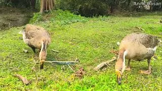 DUCK QUAKING||DUCK VIDEO||NATURE VIDEO||2026||#shorts 