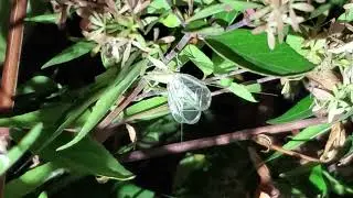 Cricket Sounding at Oregon State Capitol (Sep 2025)