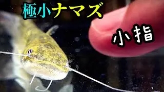 小指サイズのナマズを飼育してみる。