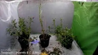 Butterfly Live Stream