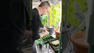 Schritt f&uuml;r Schritt: Vom Samen bis zur Ernte in der Hydroponik 🌱💧