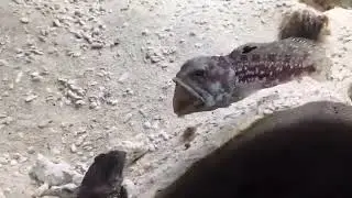 Two Fish Fight by Spitting Sand on Each Other