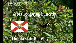 Learn why the Zebra Longwing Butterfly is so special on Life Science at a Social Distance