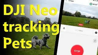 Can DJI Neo Track My Pet Dog?