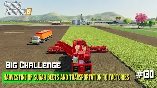 Harvesting of Sugar Beets and Transportation to Factories / #130 / BIG Challenge / #fs19timelapse