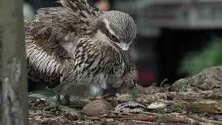 Bush Stone-Curlew Carpark Hatching