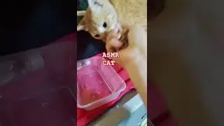 ASMR||MUKBANG CATFOOD GINGER CAT #cat #catlover #trending #ytshorts#shorts
