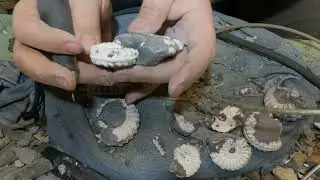 Preparing Ammonite Pleuroceras from Buttenheim jurassic Lias delta