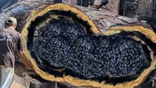 Shocking! Discovery of snake while Chopping Large Teak Wood At Sawmill
