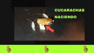 cucarachas recien nacidas !!!