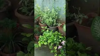 rooftop garden ❤️