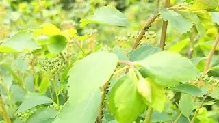 Black Aphids On Spring Shrubs Stems Damaging Plants. Ukraine, Kyiv. 08.05.2022. 74 day of war.
