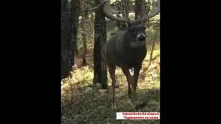 Beautiful Deer Walking in the Forest