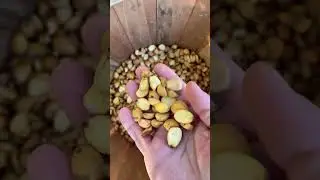 Harvesting acorns for flour Pt 2 #frontierfarmer