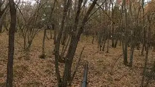 Caza del corzo en batida