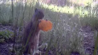 Rare Squirrel Caught on Video
