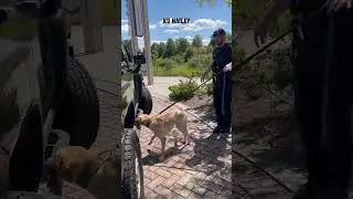 #detectiondog #drugdetection #detectionk9 #workingdog #workinglabrador #workingk9 #lawenforcement