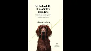 Setter Irlandese Esercizi di educazione e addestramento