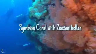 Simbiosis Bakteri Zooxanthellae