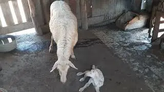 These Sheep Giving birth for the first time