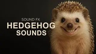 Hedgehogs Have a Secret Language (and we&rsquo;ve decoded it)
