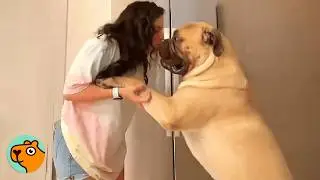 Huge Dog Asks to be Babied Like a Puppy 24/7 | Cuddle Buddies
