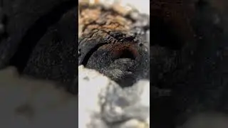Excessive Grease Buildup in lines! Flooding, #sewercleaning #plumbing #maintenance