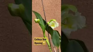 🤩Orchid, Catleya Bloom Opening💛🥳#shorts#catleya#orchids#blooms#orchidlover#viral