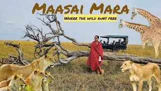 Magical maasai mara #gamedrive day1 #africansafari #kenya#wherenextanshul #travelvlog#anshulpandey