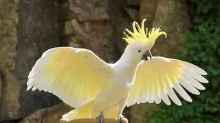 Absolutely! White parrots are simply stunning with their clean and elegant white feathers, making