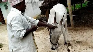 good qualities and types of suli in hallikar explained by experienced master