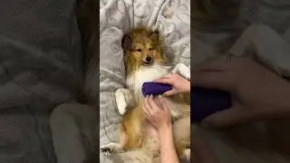 Спа-салон для шелти