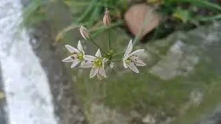 Alho-Falso/(Nothoscordum bivalve) (L.) Britton. [Leitura na Descri&ccedil;&atilde;o]#plantas