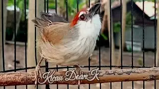 Suara Khas Burung Kaso Kaso Betina