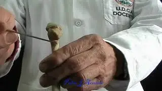 costillas del equino