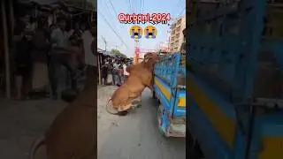 😭qurbani cow unloading 2024 cow🐄 😱ghari se kud Gai #trending #cow #qurbanicollection #viral #shorts
