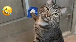 CRAZY Cats Take Over the Internet! 😹 Funny Cat videos of 2025