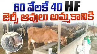 ఆంధ్ర లో 60 వేలకే 40 HF జెర్సీ ఆవులు || HF And Jersey Cows Price in Andhra 