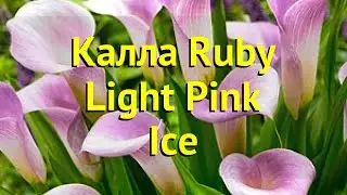 Калла гибридная Руби Лайт пинк Айс. Краткий обзор, описание характеристик calla Ruby Light Pink Ice