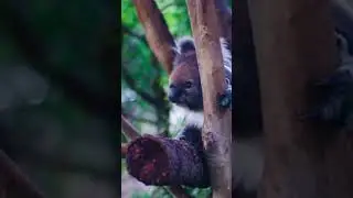 Koala Climbing a Tree &ndash; Australia&rsquo;s Adorable Tree-Dweller! #ytshorts