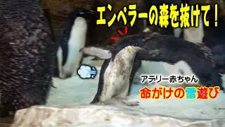 【決死の脱出】 巨大なエンペラー達の 足元を抜けて… アデリー赤ちゃんが目指した場所