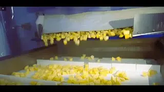GBASE Technologies | IQF Freezing| Fruits Freezing Machinery Equipment- Mango finished output