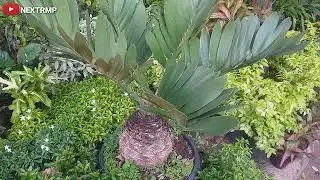 dipot plastik Zamia furfuracea tanaman hias