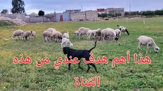 الحلقة747🐓🐐🐏🦮  راحتك النفسية و انت تشاهد قناتي هي أجمل هدية لي .🤲🏻🤲🏻🤲🏻