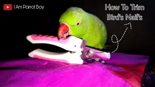 How to Safely Cut Your Bird's Nails at Home || In Hindi