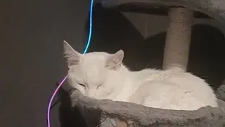 sleeping kittens 😀